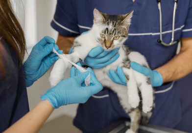 Se realizarán operativos de castración y vacunación antirrábica de perros y gatos