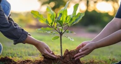 Monte Hermoso relanza la campaña “Un árbol para mi vereda”