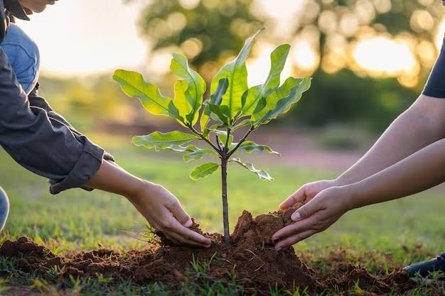 Monte Hermoso relanza la campaña “Un árbol para mi vereda”
