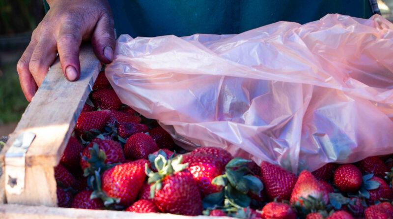 Se termina la Semana de la Frutilla